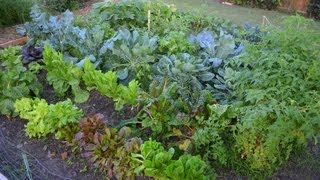 Growing a Fall Vegetable Garden in the Big City [upl. by Adhamh320]