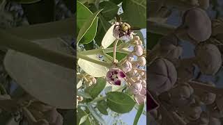 Bumblebee  Bumblebee collect nectar shorts shortfeed insects nature ytshorts [upl. by Koziel452]