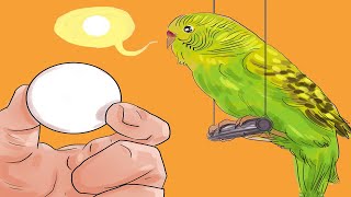 how to train a parrot to talk [upl. by Ainitsirhc]