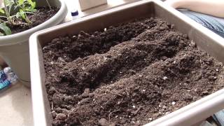 How to Grow Carrots in Containers [upl. by Inoek]