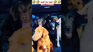 Dogs name dogshorts dogs viralvideo trending viral [upl. by Ynatirb]