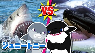 🦈ホホジロザメ vs シャチのさいせん！  かつのはどっち？  パシャッパシャしらべてみよう  こども向け動物ソング  ジュニートニー日本語  子どもの歌と童話  JunyTony [upl. by Orion]