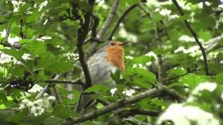 De zang van het roodborstje Erithacus rubecula [upl. by Jaf]