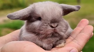 Mini Lop Rabbit The Cutest Rabbit Breed In The World  Mini Lop Bunny Playing [upl. by Essam]