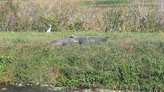 Pretty Daring Cattle Egret Sneaks Past Large Alligator in Grass at Lake Apoka Wildlife Drive [upl. by Ennahtur]