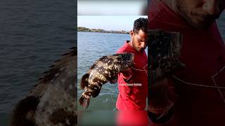 Grouper Fish Fishing in River Mouth fishingislife grouperfish fishingtecnique fish fishing [upl. by Nuahsyd]