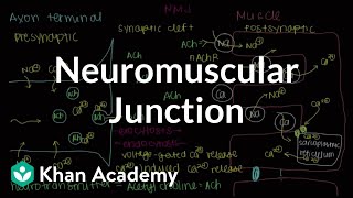 Neuromuscular junction motor endplate  NCLEXRN  Khan Academy [upl. by Jorgensen503]