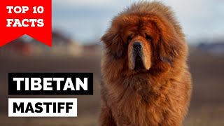 Tibetan Mastiff  Top 10 Facts [upl. by Ayikin151]