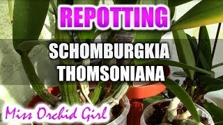 Repotting Schomburgkia Thomsoniana [upl. by Nonrev]