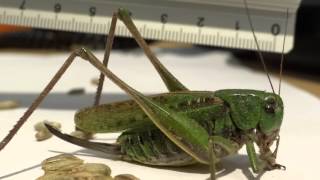 Grasshopper eating rye Mouthparts MACRO Full HD [upl. by Kalb]