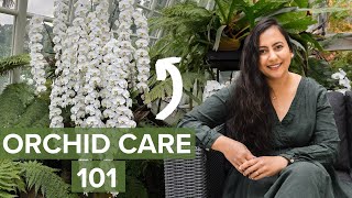 Learn Basics Of Orchid Care For Beginners In Less Than 10 Minutes [upl. by Dalury]