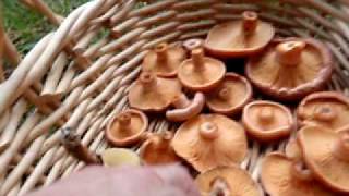 Saffron milk cap and Slippery jack mushrooms [upl. by Sadoc]