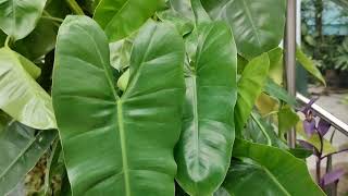 Care of Philodendron domesticum [upl. by Ragland]