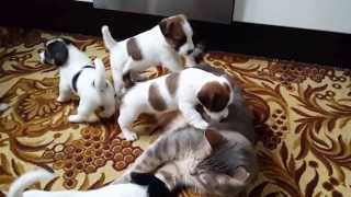 Jack Russell Puppies playing with cat [upl. by Roi]