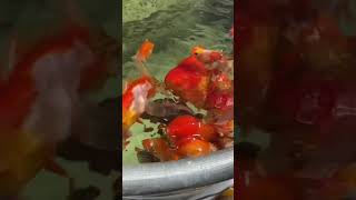 Feeding Pellets to all the Goldfish [upl. by Amada]