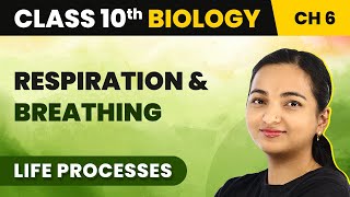 Class 10 Biology Chapter 6  Respiration and Breathing  Life Processes [upl. by Lamont]