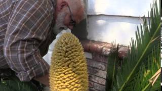 How to Trim a Male Sago Palm [upl. by Idelson]