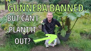 Gunnera Ban Explained MANICATA TINCTORIA CRYPTICA [upl. by Rodmur]