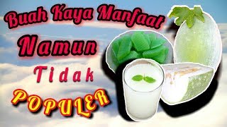 MANFAAT DAN KHASIAT BUAH KUNDUR ATAU BLIGO BENINCASA HISPIDA [upl. by Daye]