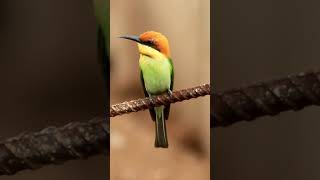 Vibrant Marvels Chestnutheaded Beeeaters in Action 🐦💥  Witness the Beauty of Nature shorts [upl. by Zeiger793]