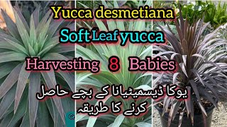 yucca desmetiana harvesting babiessoft leaf yuccashower yuccaBloom with SI [upl. by Navar]