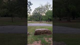 Chickasaw National Recreation Area  Camping Area deer doe wildlifeviewing hiking nature [upl. by Lehrer]