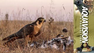 Peregrine Falcon Hunting 🦅  Falconeering [upl. by Innattirb]