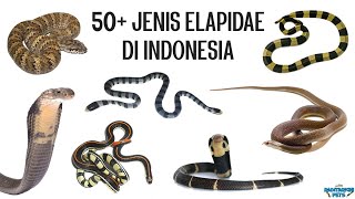 50 Jenis Ular Elapidae Cobra Krait Ular Cabai Ular Laut Taipan Death Adder dll di Indonesia [upl. by Higinbotham]