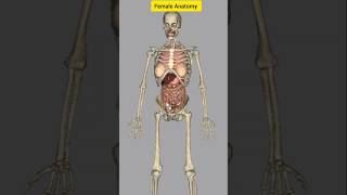 Super body  Anatomy of the female body 👧🏻 [upl. by Fidelia]