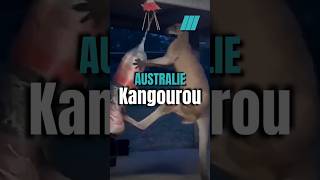 🇦🇺 La puissance du Kangourou [upl. by Tisha]