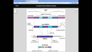 MADURACIÓN ARNm eucariotas Gen Molecular [upl. by Inal]