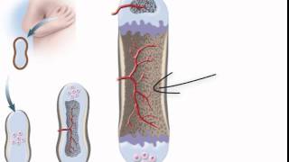 Chapter 7 Endochondral Ossification [upl. by Durstin]