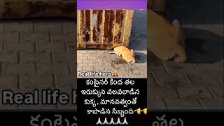 కంటైనర్ కింద ఇరుకున్న కుక్క తల dog sosad doglover hearttouching video great humanity [upl. by Laiceps]