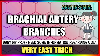 Brachial Artery Branches [upl. by Ramor907]