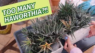 Dealing with overgrown Haworthia  Planting Haworthia [upl. by Isidore]