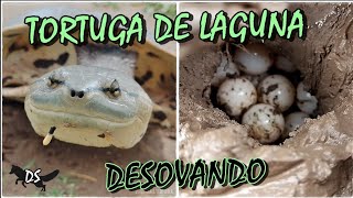 Encontré una TORTUGA 🐢 de laguna poniendo HUEVOS 😱😍🎥 Phrynops hilarii [upl. by Lincoln]