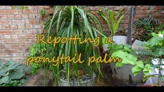 Gardening Repotting care pruning of a Ponytail Palm  Nolina  Elephant foot [upl. by Goldstein]