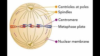 difference between centriole centrosome and centromere [upl. by Lola938]