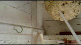 Wasp Nest Removal Leeds [upl. by Wanyen]