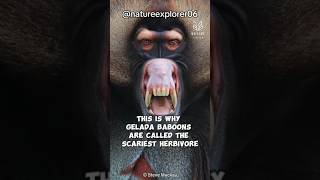 Gelada Baboon  The Scariest Herbivore gelada baboon animals nature natureexplorer shorts fyp [upl. by Neerahs238]