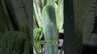 Let’s soak our cactus trichocereus scopicola bridgesii bottomwatering cactusjeff [upl. by Carrel701]