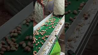 BL60 Peanut color sorter machine peanut [upl. by Estes]