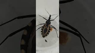 Triatoma brasiliensis A espécie é o principal vetor da doença de Chagas no nordeste brasileiro [upl. by Eenal]