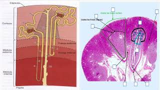 renal 1 [upl. by Berk]