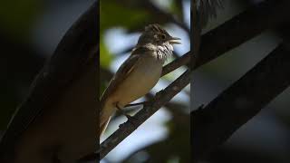 Zarcero bereber Iduna opaca Isabelline Warbler birds nature birdwatching [upl. by Danziger]