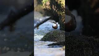 Dipper Along the River shorts dippers waterbirds aquaticsongbird mindfulness relaxingvideo [upl. by Hermia]