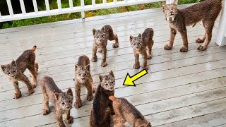 Lynx Brings 7 Kittens To Woman  She Bursts Into Tears When Realizing Why [upl. by Behl]