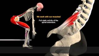 How to Avoid Injuries While Lifting Watch the muscles in 3D [upl. by Levine531]