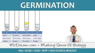 Plant reproduction  Germination  GCSE Biology 91 [upl. by Adnalohs]