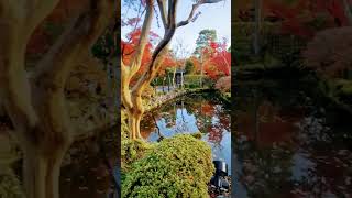 Autumn 🍁 Kiyomizu dera temple [upl. by Nivag747]